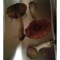 agaricussubrutilescens