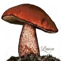 aspenbolete-1398067144