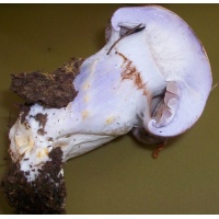 balteatuscutsm