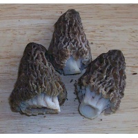 blackmorel