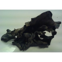 blacktrumpet