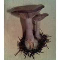 blewit