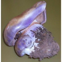 cortinariusbalteatus