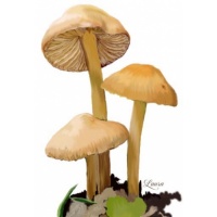 fairyring-450600768