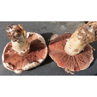 jumbocampestris