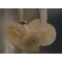 lightyellowrussula