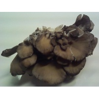 maitake