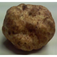 owhitetruffle