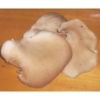 oyster1-465676390