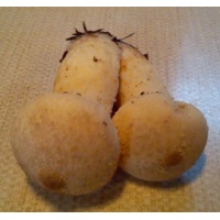 perlatumpuffball_2077572548