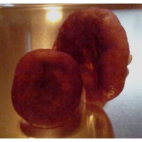 plumredrussula