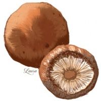 shiitake-53616343