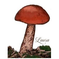 sprucebolete-198879912