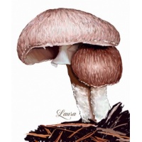 tenuiannulatus-389546221