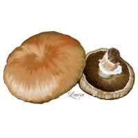tigerpaw-1887383937